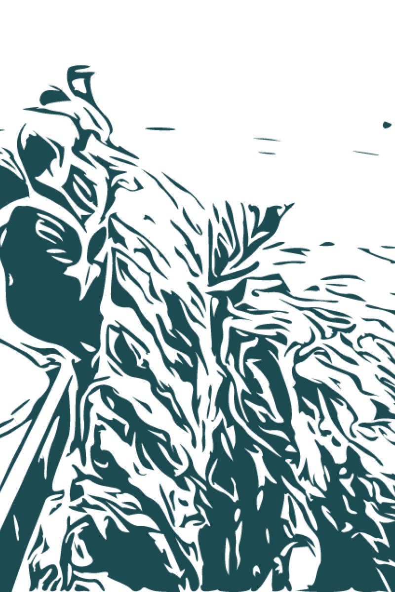 Workers lift a kelp line from the ocean