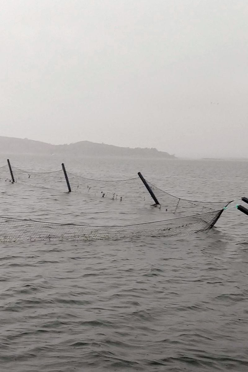 Nets and buoys of a shellfish farm in the ocean with gray foggy light