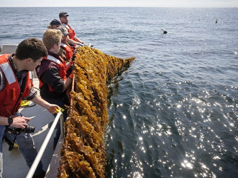 Kelson Marine and University of New England team members lift kelp out of the ocean to inspect it