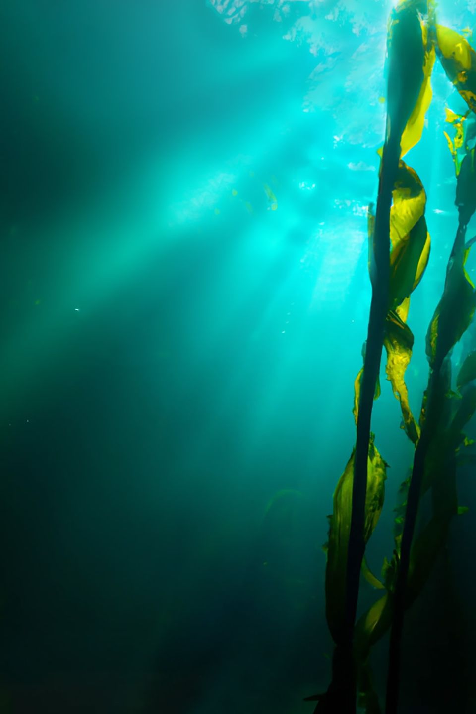Blue-green sunlight filters down from the ocean surface, revealing large kelp plants