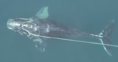 North Atlantic right whale entangled in fishing rope, photographed from above. Credit: International Fund for Animal Welfare.
