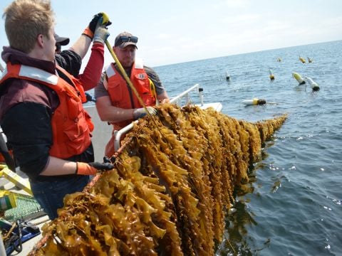 Kelson employees sample experimental seaweed farm