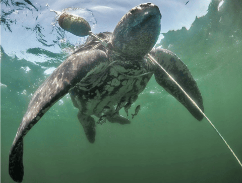 Leatherback sea turtle entangled in fishing rope near the surface. Photo credit: Sean Whelan / Mongabay.
